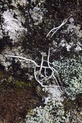 Thamnolia vermicularis vermicularis