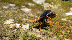Leptodialepis bipartitus