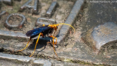 Leptodialepis bipartitus