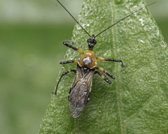 Sphedanolestes