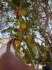 Elaeodendron transvaalense