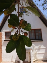 Elaeodendron transvaalense