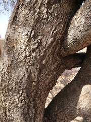 Elaeodendron transvaalense