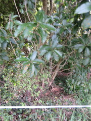 Haloragis erecta erecta