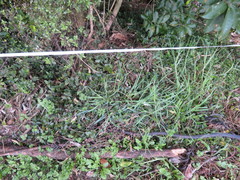 Haloragis erecta erecta