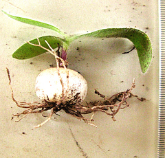 Ornithogalum hispidum hispidum