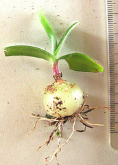 Ornithogalum hispidum hispidum