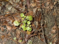 Coprosma spathulata
