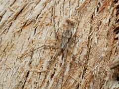 Tamopsis fickerti
