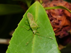 Amblypelta nitida