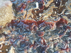 Watersipora cucullata