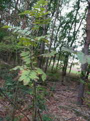 Sorbus aucuparia