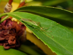 Amblypelta nitida
