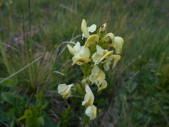 Pedicularis elongata