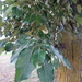 Populus maximowiczii × populus trichocarpa - Photo (c) Grzegorz Grzejszczak, algunos derechos reservados (CC BY-SA), subido por Grzegorz Grzejszczak