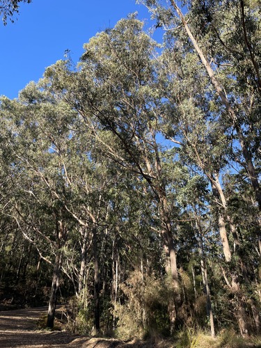 Eucalyptus subcaerulea