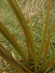 Libertia peregrinans