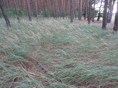Calamagrostis epigejos