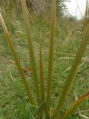 Libertia peregrinans