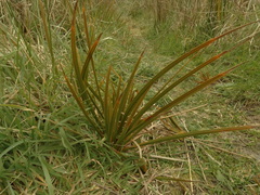 Libertia peregrinans