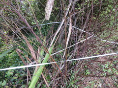 Haloragis erecta erecta