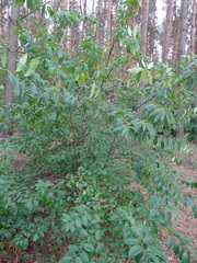 Prunus serotina