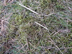 Pleurozium schreberi