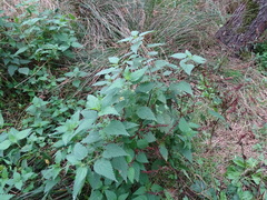 Urtica dioica