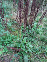 Rumex obtusifolius