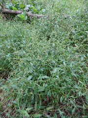 Persicaria hydropiper