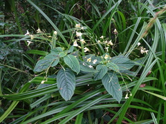Impatiens parviflora