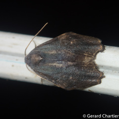 Macaduma borneana