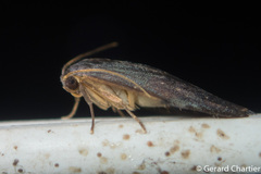 Macaduma borneana
