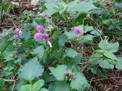 Lamium maculatum