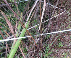 Ehrharta erecta erecta