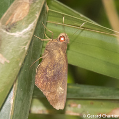 Erionota acroleuca apicalis