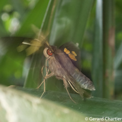 Erionota acroleuca apicalis