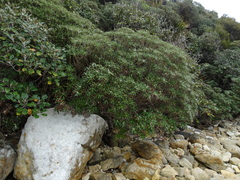 Macrolearia angustifolia