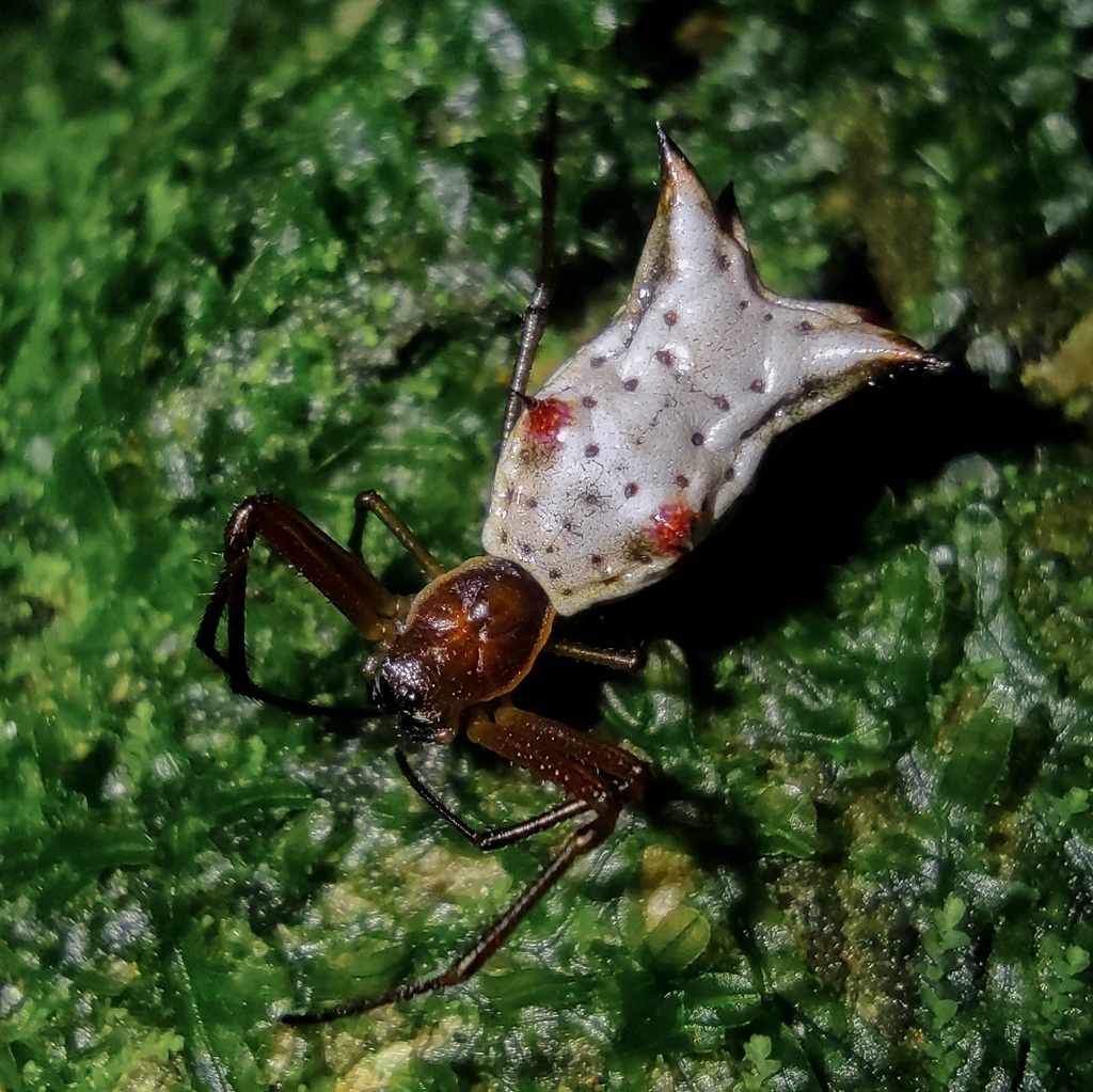 Micrathena nigrichelis