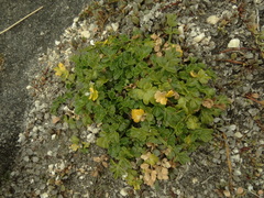 Apium prostratum filiforme