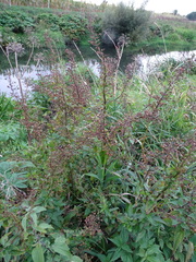 Scrophularia umbrosa