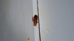 Drymaplaneta heydeniana