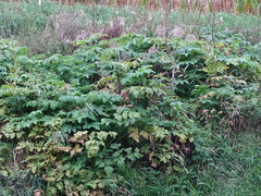 Angelica archangelica