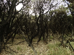 Macrolearia angustifolia