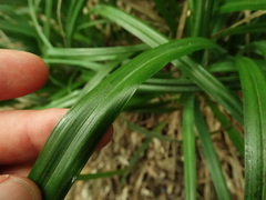 Carex trifida