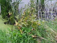 Sagittaria sagittifolia