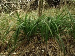 Carex trifida