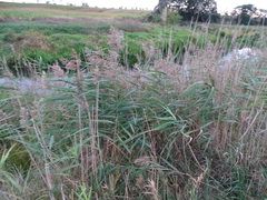 Phragmites australis