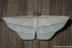 Heteralex rectilineata