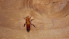 Drymaplaneta heydeniana